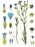 Flax 